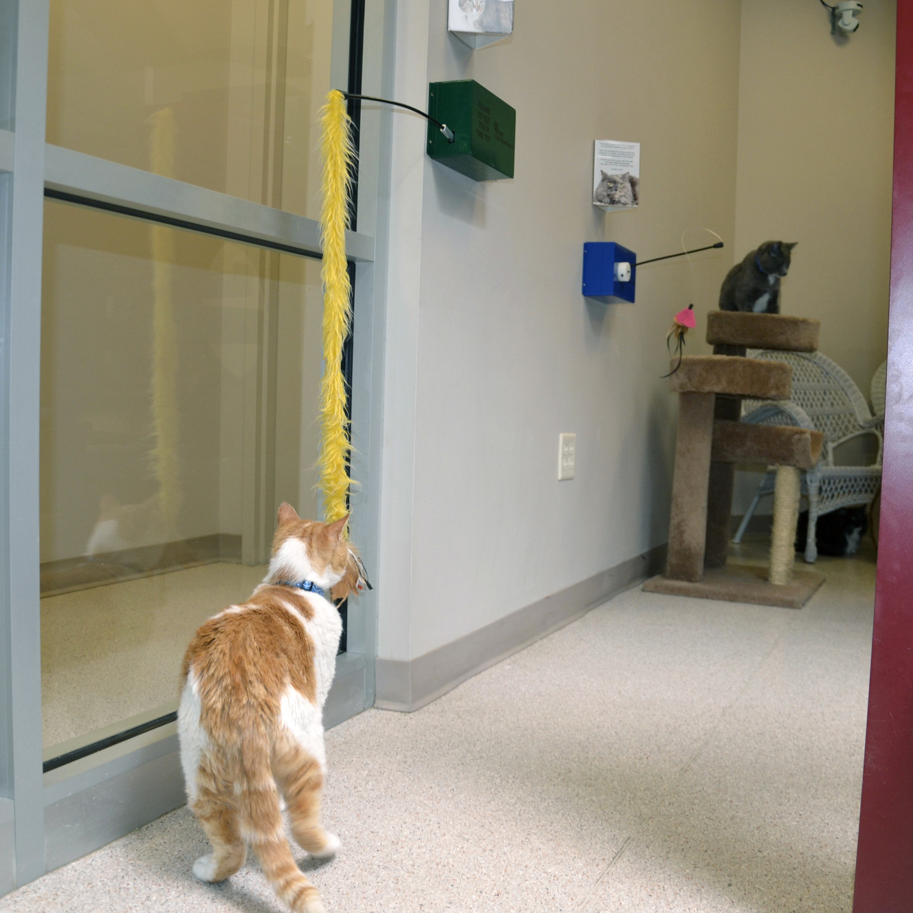 Robotic cat toys let users play with real Utah felines online