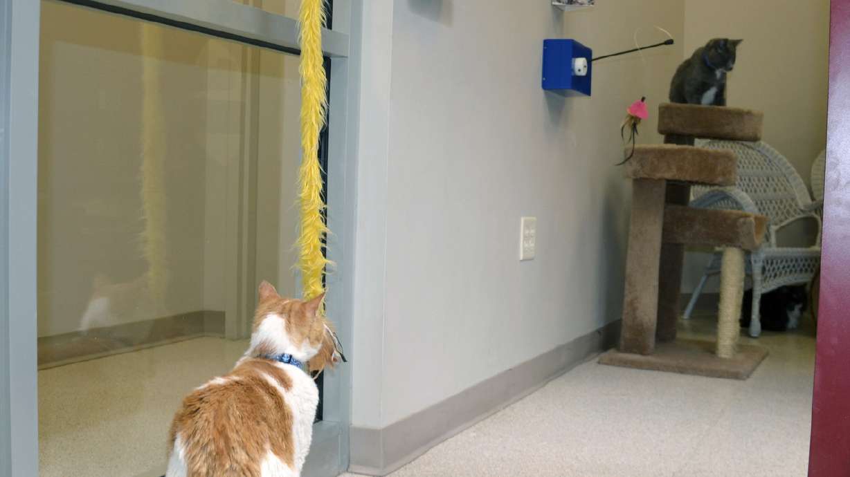 Robotic cat toys let users play with real Utah felines online