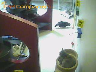 Courtesy of the Humane Society of Utah