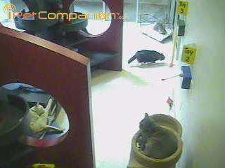 Courtesy of the Humane Society of Utah