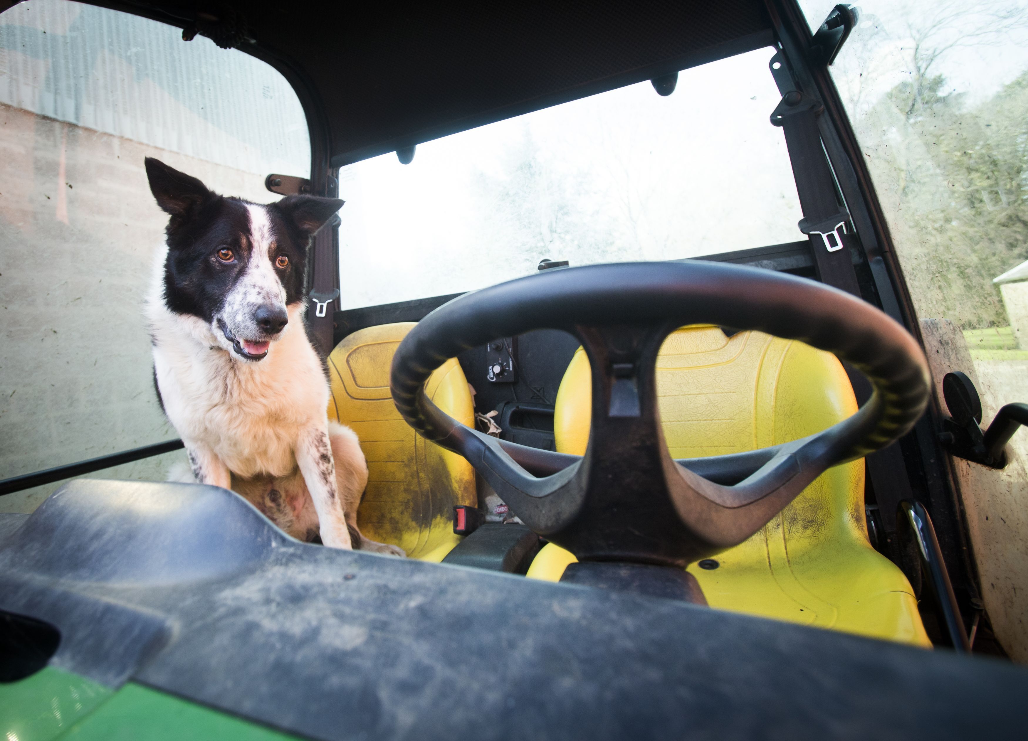 Scottish collie behind wheel of runaway vehicle causes scare