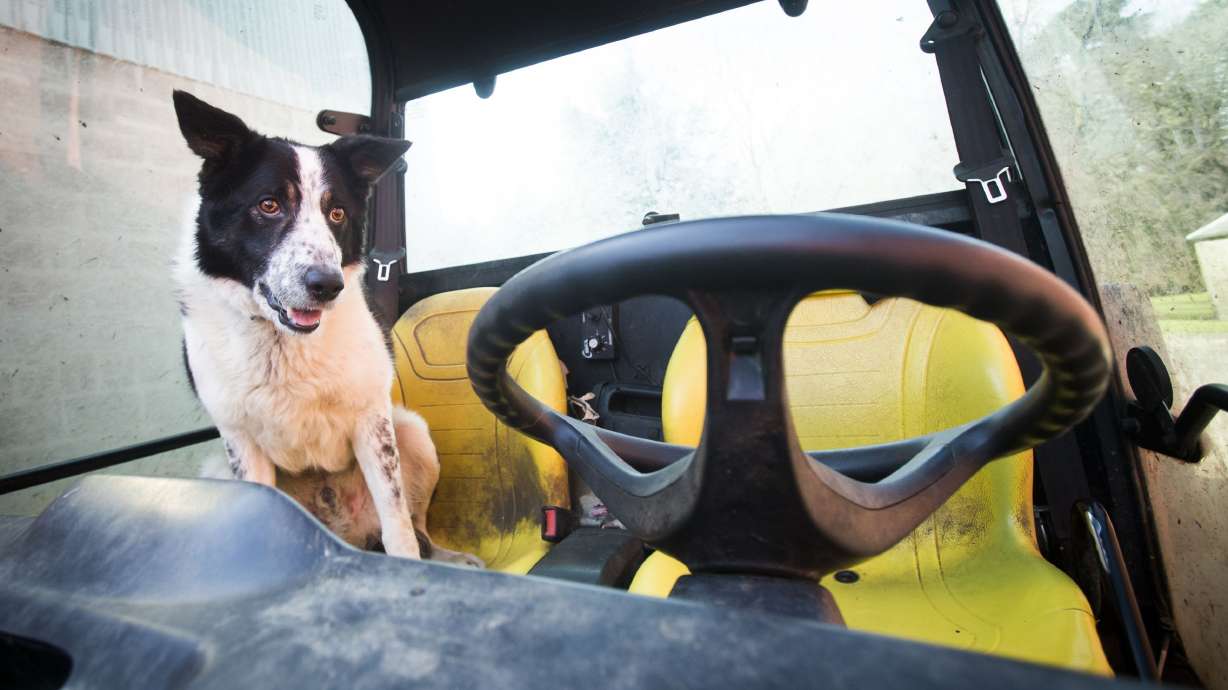 Scottish collie behind wheel of runaway vehicle causes scare