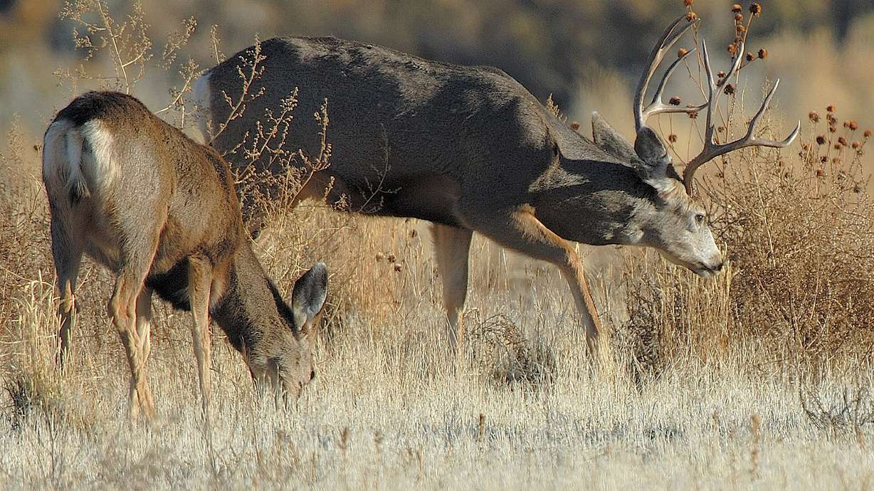 Utah deer capture, relocation program completes first year