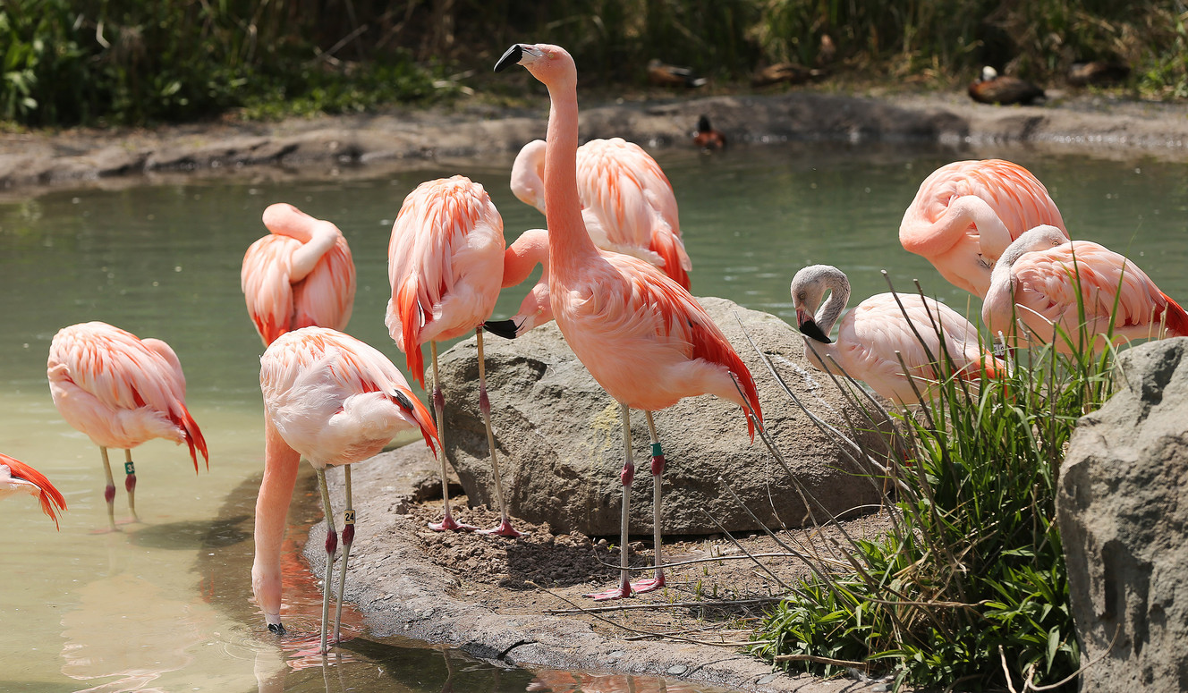 Flamingos roam during Earth Day at Tracy Aviary in Salt Lake City Wednesday, April 22, 2015. The aviary unveiled a new solar power solution in the flamingo habitat. (Photo: Jeffrey D. Allred, Deseret News)