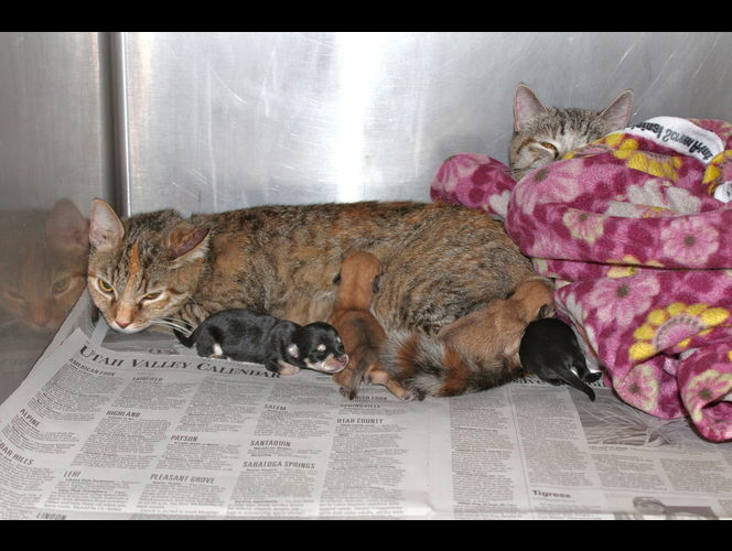 Gata de la protectora de animales de UT adopta chihuahuas abandonados y les salva la vida 