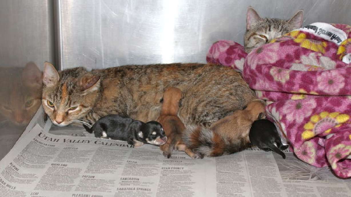 Gata de la protectora de animales de UT adopta chihuahuas abandonados y les salva la vida