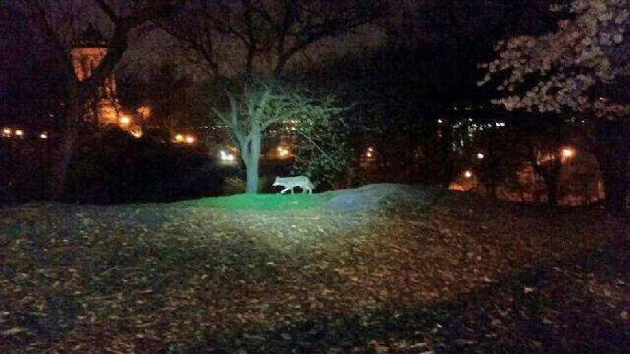 Coyote urban: String of sightings in Manhattan this year