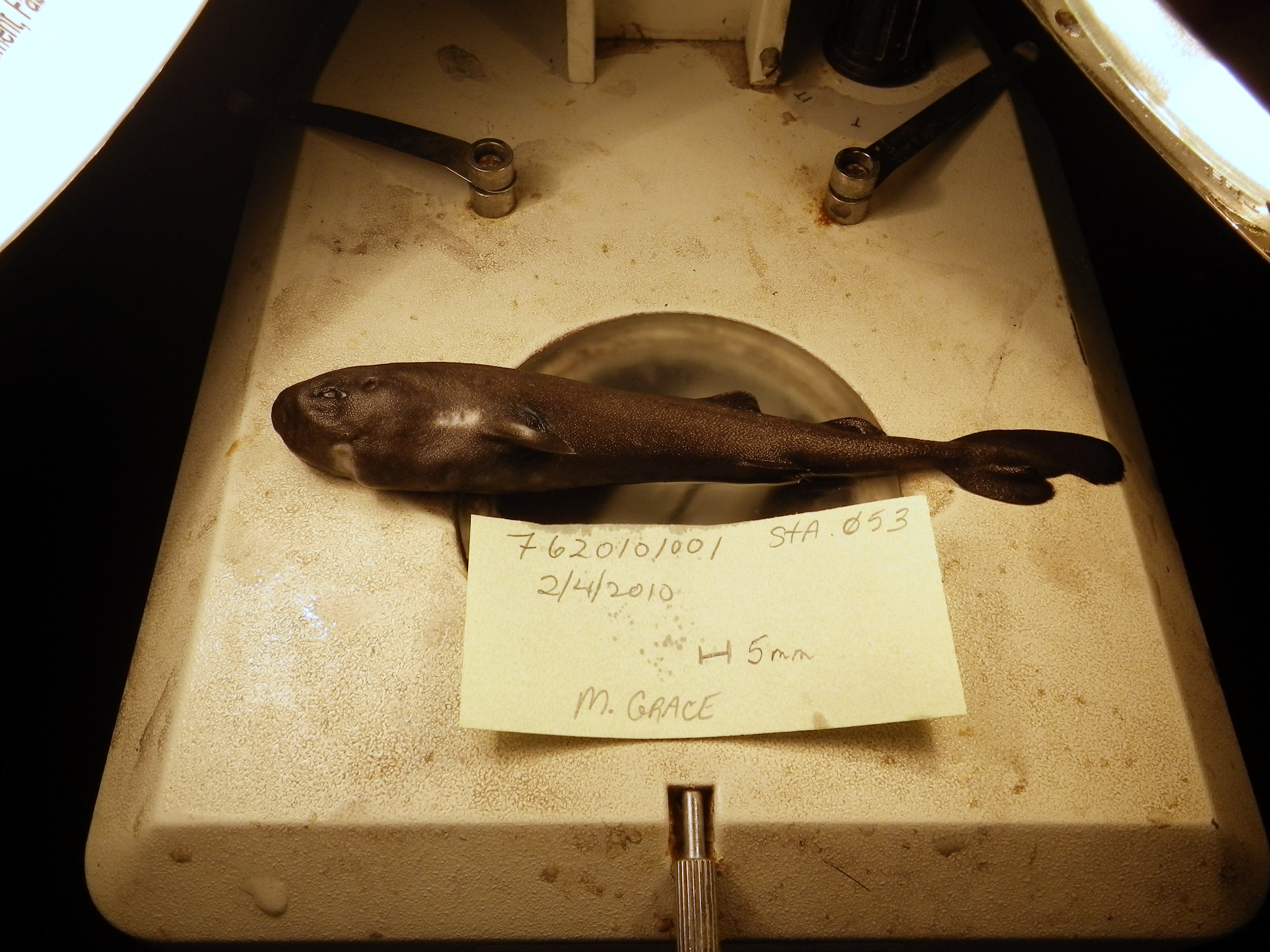 Jaws meets kangaroo? Rare, cute pocket shark found in deep