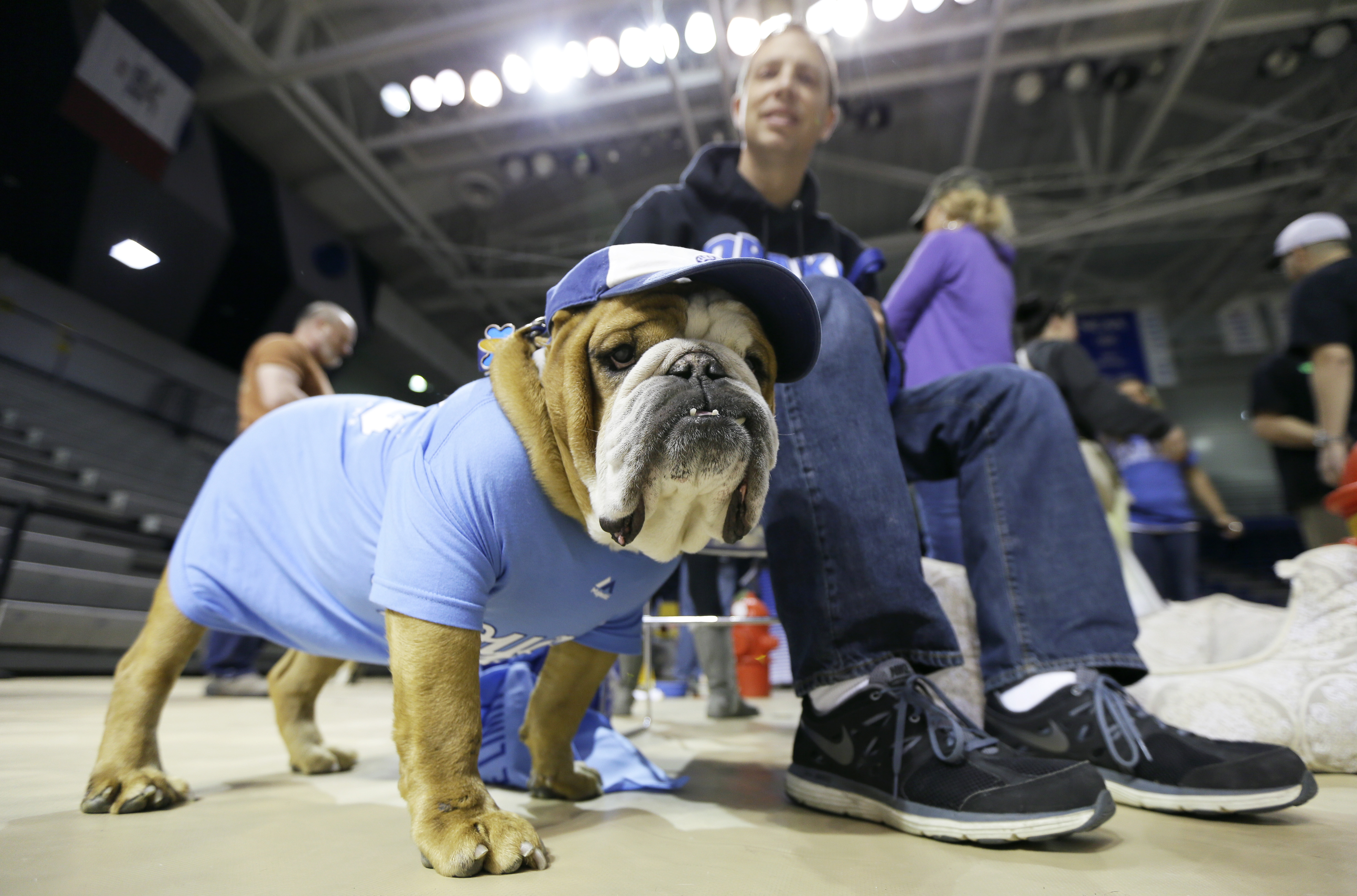 Drake University to search for live bulldog mascot