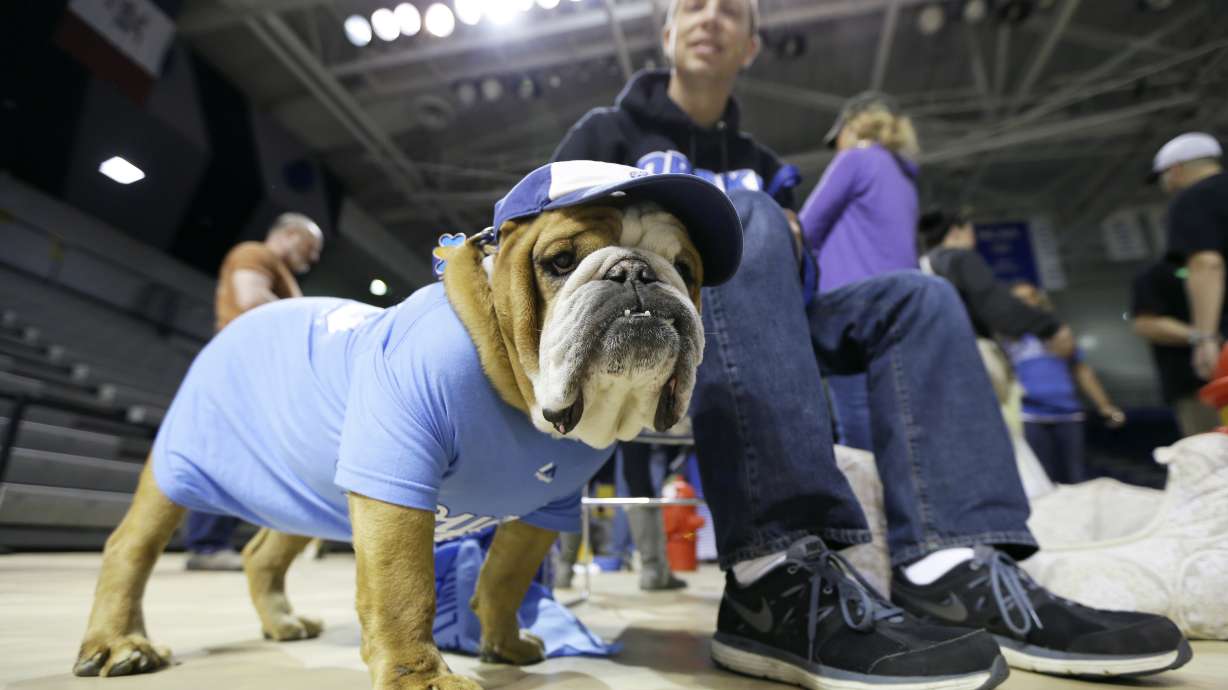 Drake University to search for live bulldog mascot