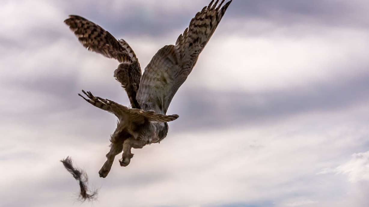 Hawk, owl released after successful rehab in southern Utah