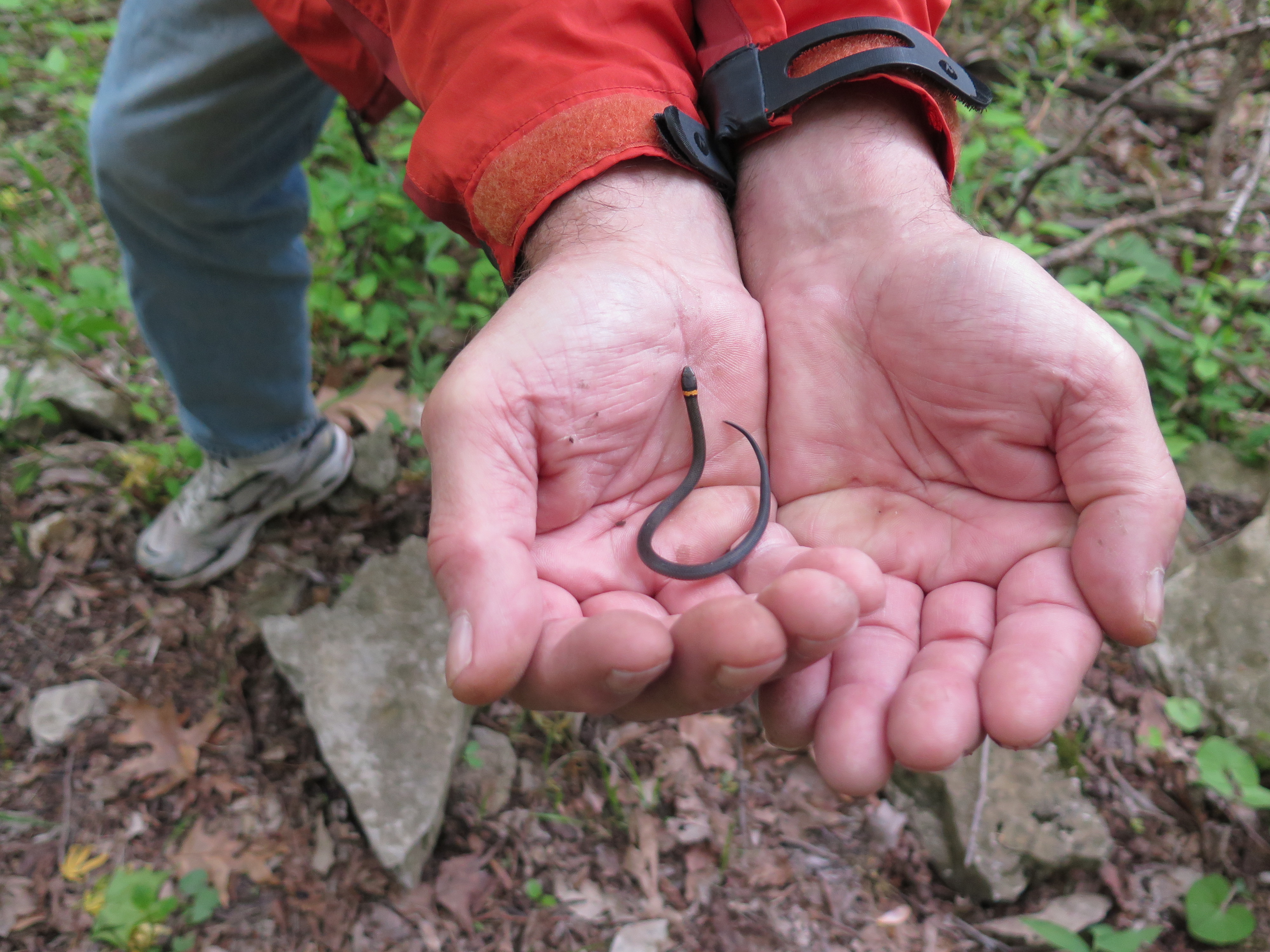 Snake lovers hit southern Illinois for annual migrations