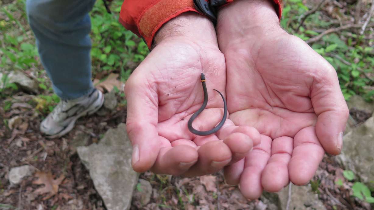 Snake lovers hit southern Illinois for annual migrations