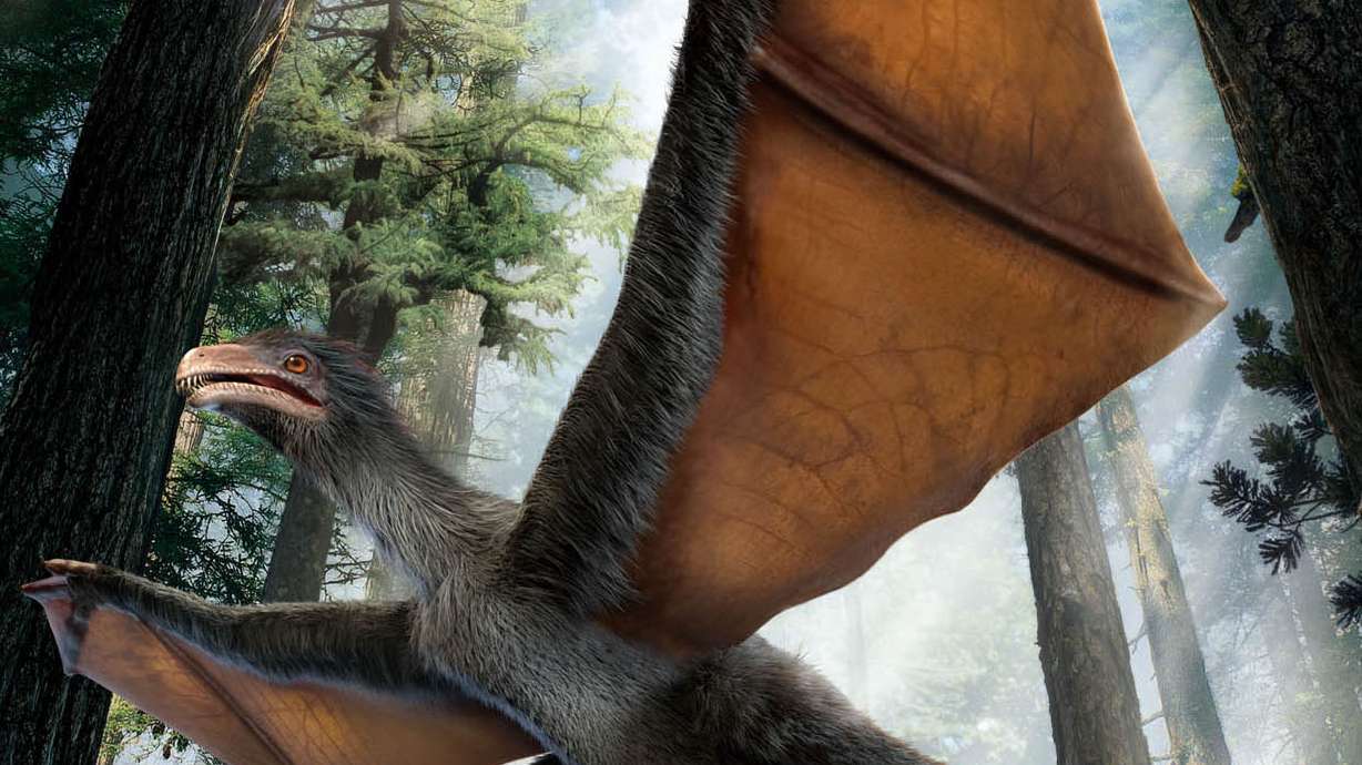Tiny Chinese dinosaur sported unusual wings, fossil suggests