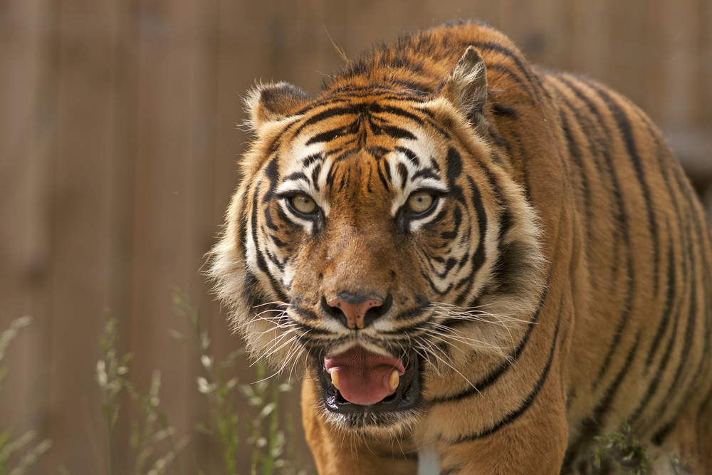 Zoo Boise euthanized 14-year-old tiger due to health issues