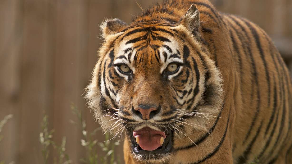 Zoo Boise euthanized 14-year-old tiger due to health issues