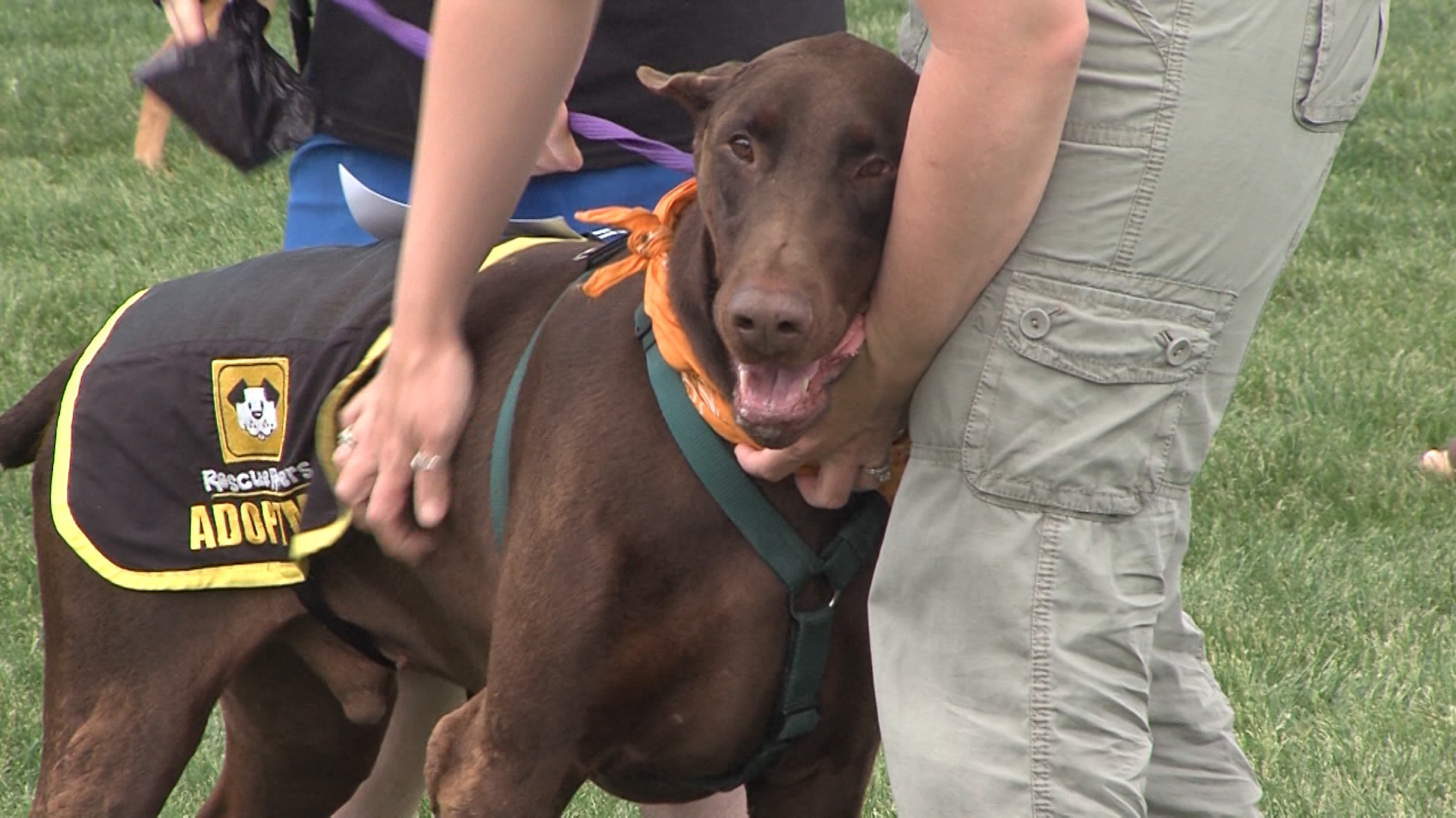 Humane Society waives adoption fees for members of the military during Memorial Day weekend