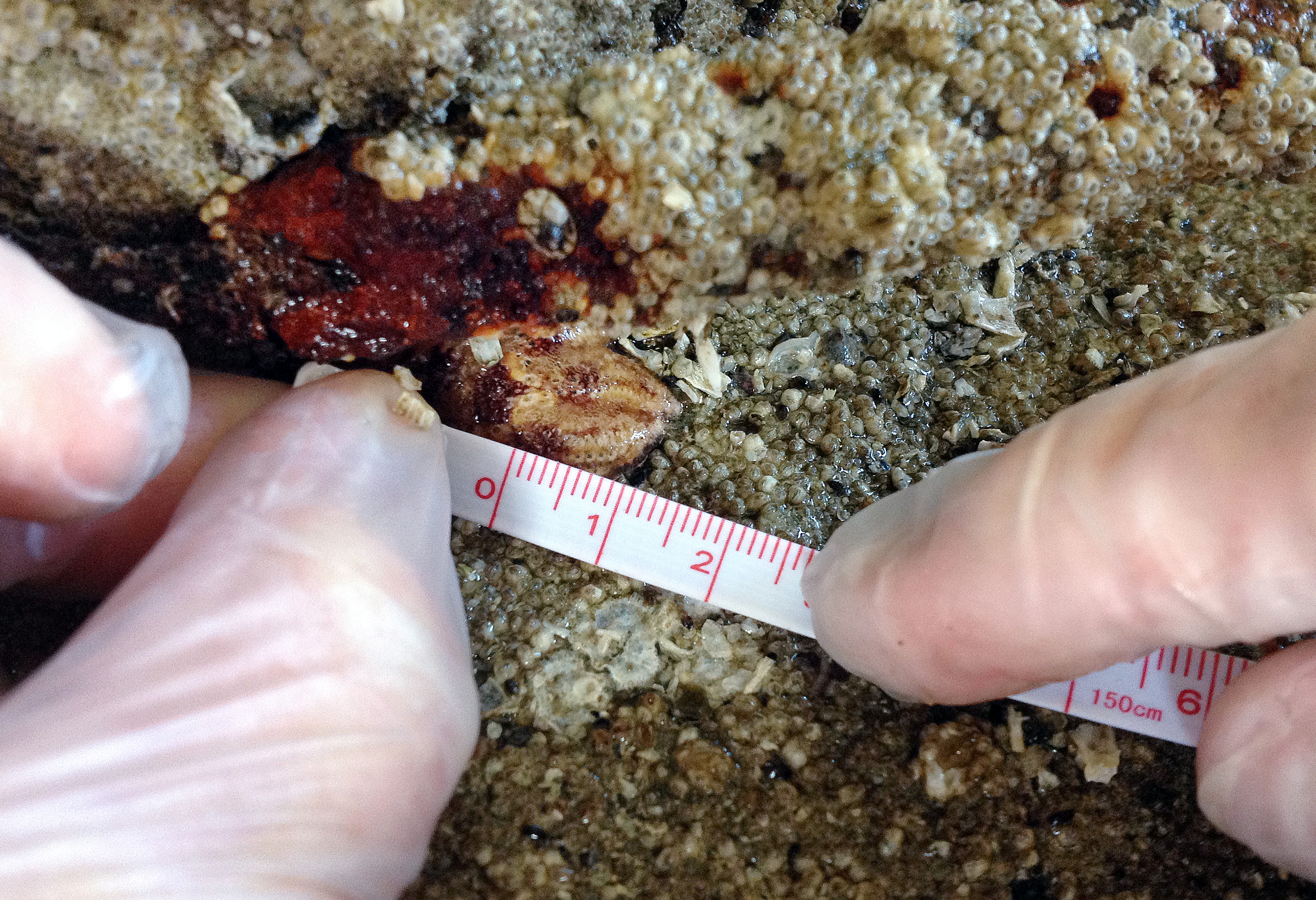 Starfish babies offer glimmer of hope amid mass die-off