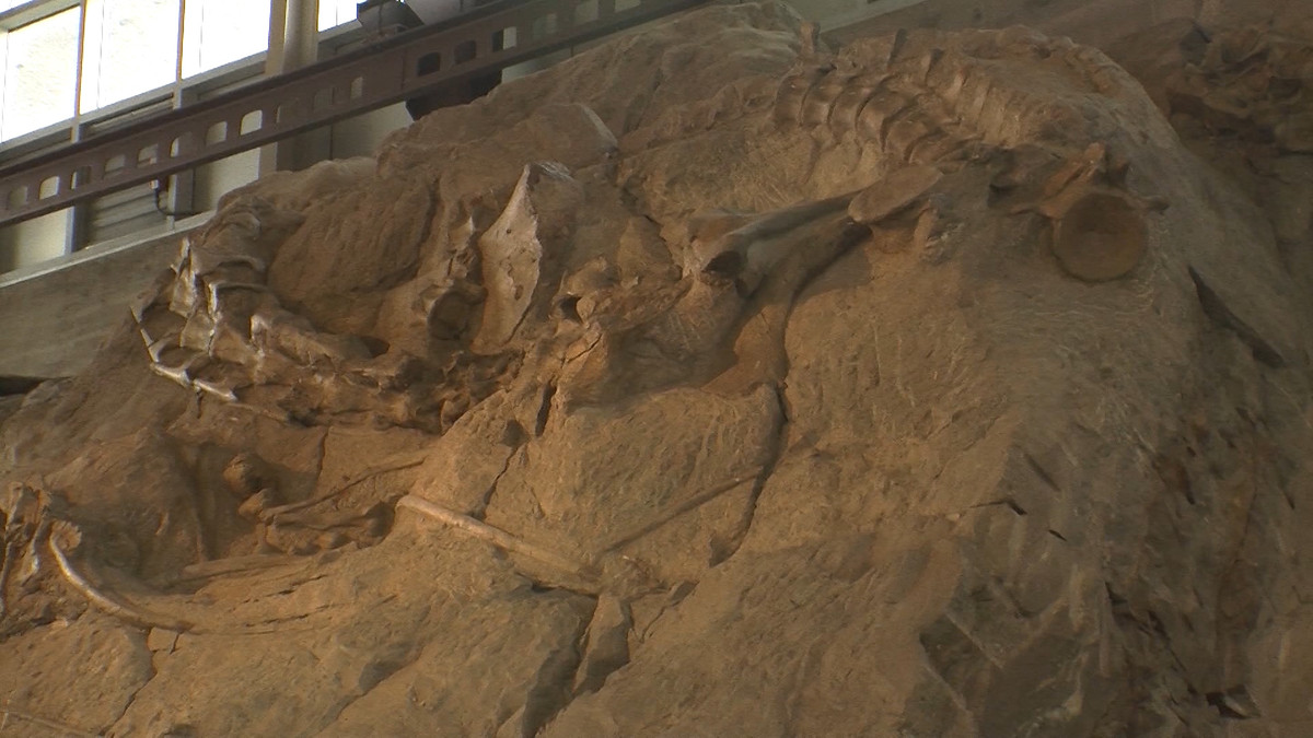 Dinosaur National Monument's wall of bones now online