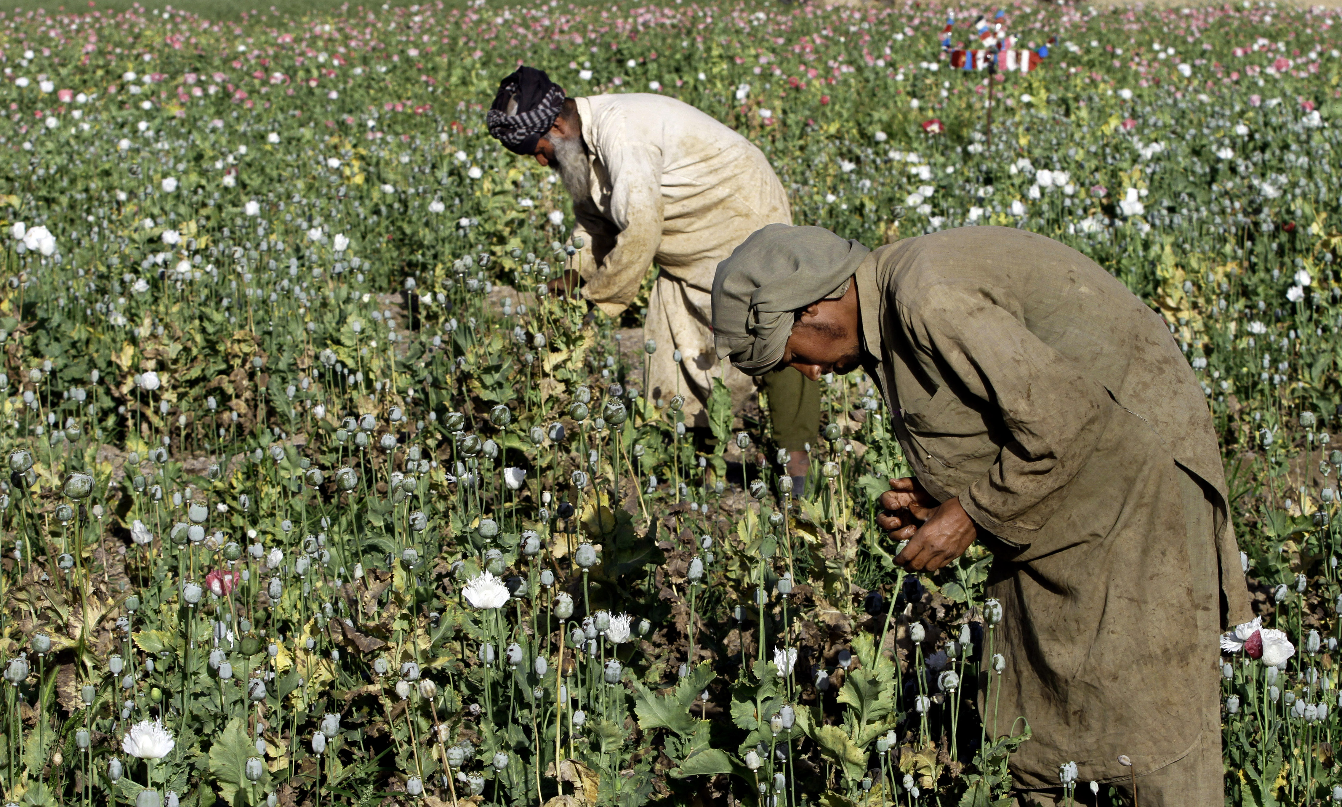 Afghan poppy farmers say new seeds will boost opium output