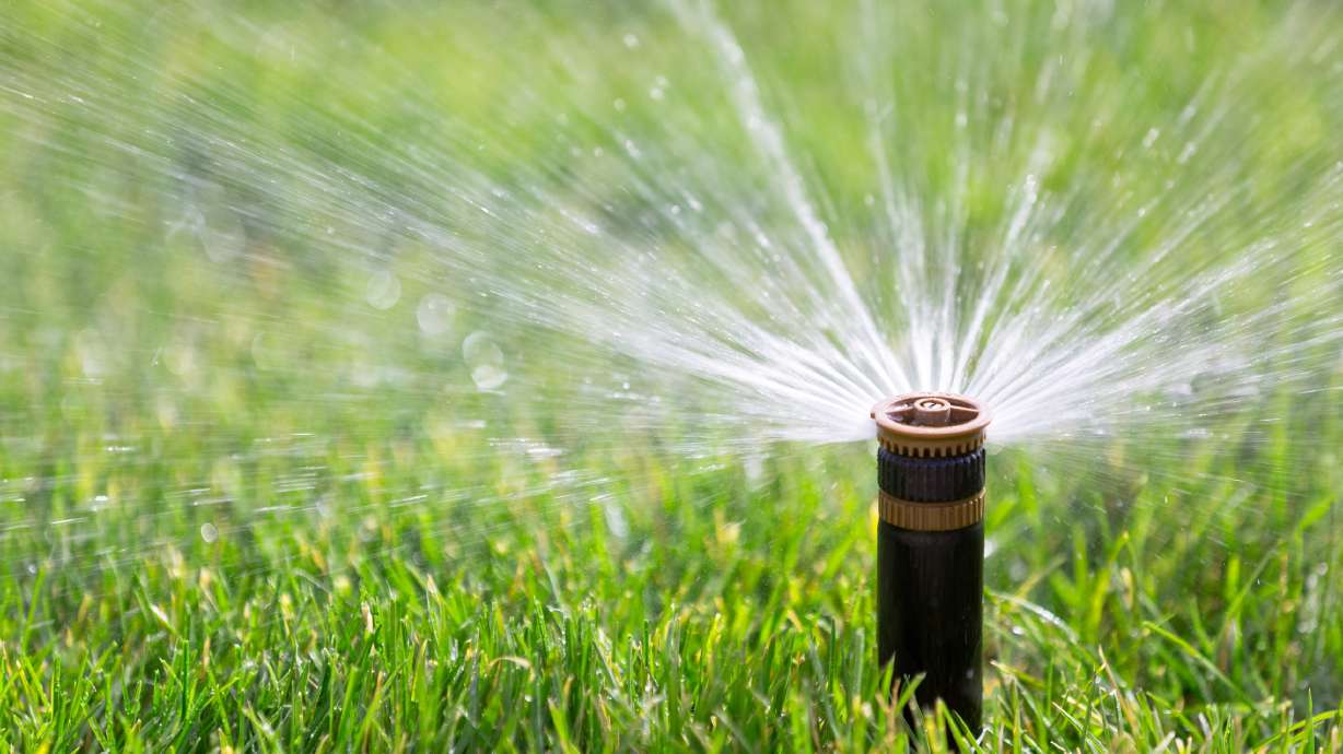 Turfgrass lawns are feeling the pain from drought and extreme heat this summer.