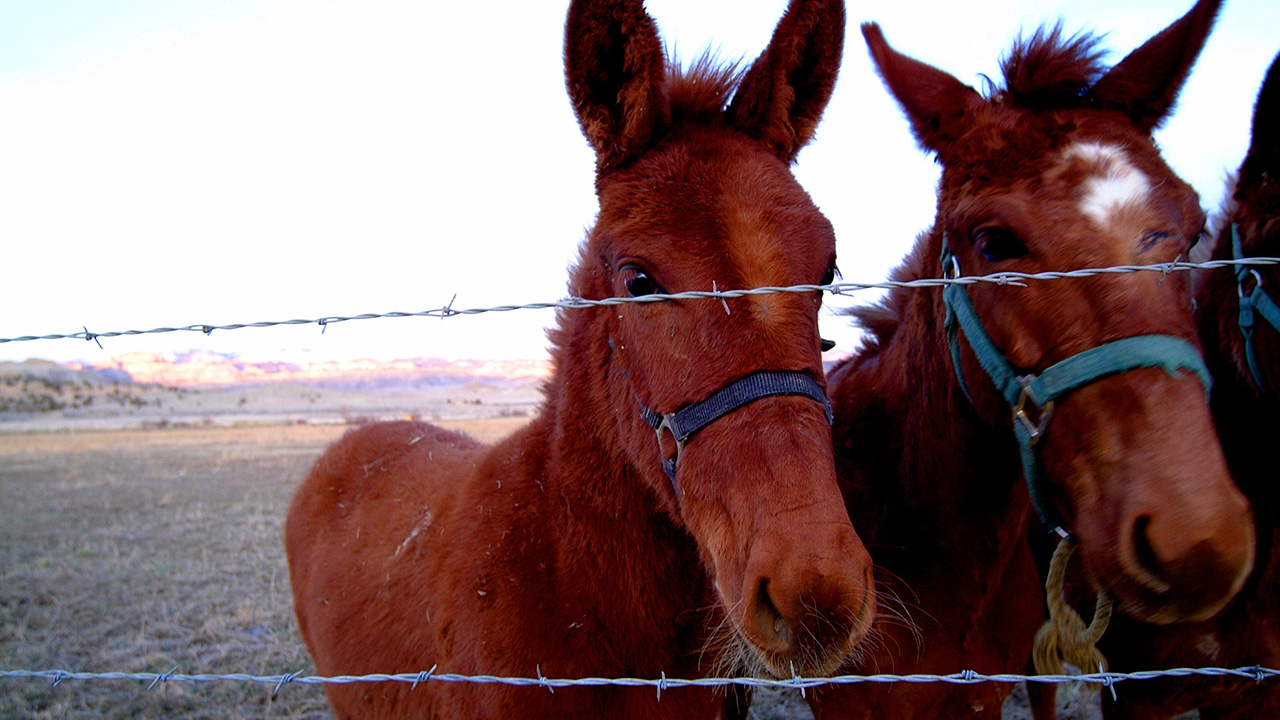 Mule, potentially several horses contract vesicular stomatitis in Kane County