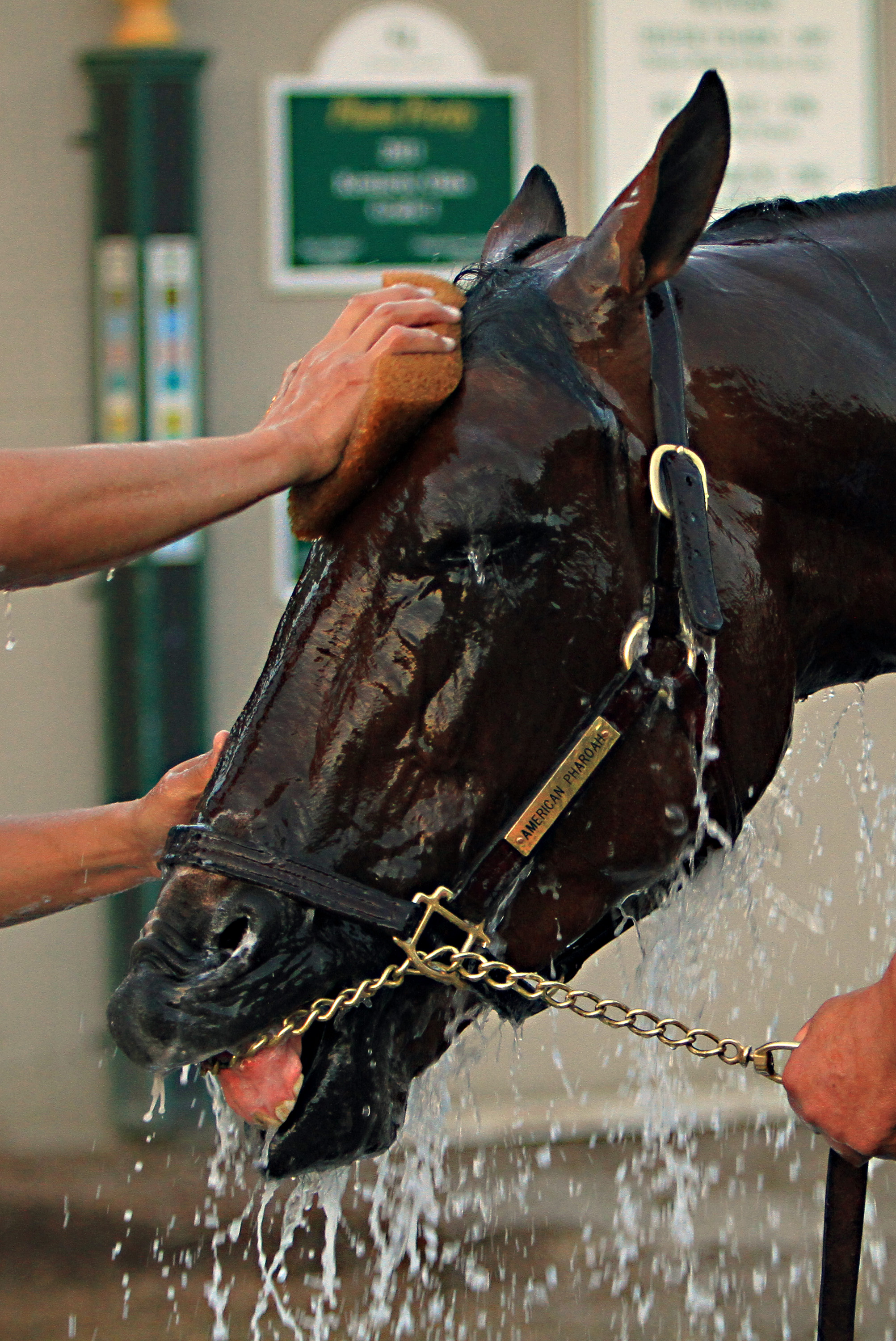 Kentucky Derby winner American Pharoah jogs on track