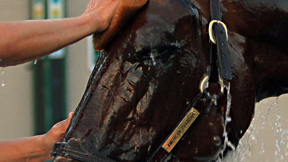 Kentucky Derby winner American Pharoah jogs on track