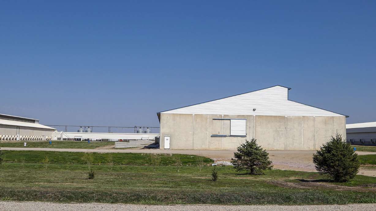 Decomposing turkeys and chickens lead to odors, flies