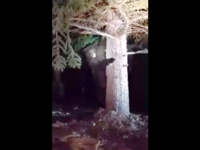 Oso merodeando zona residencial en Park City; qué hacer si ve un oso y cómo protegerse