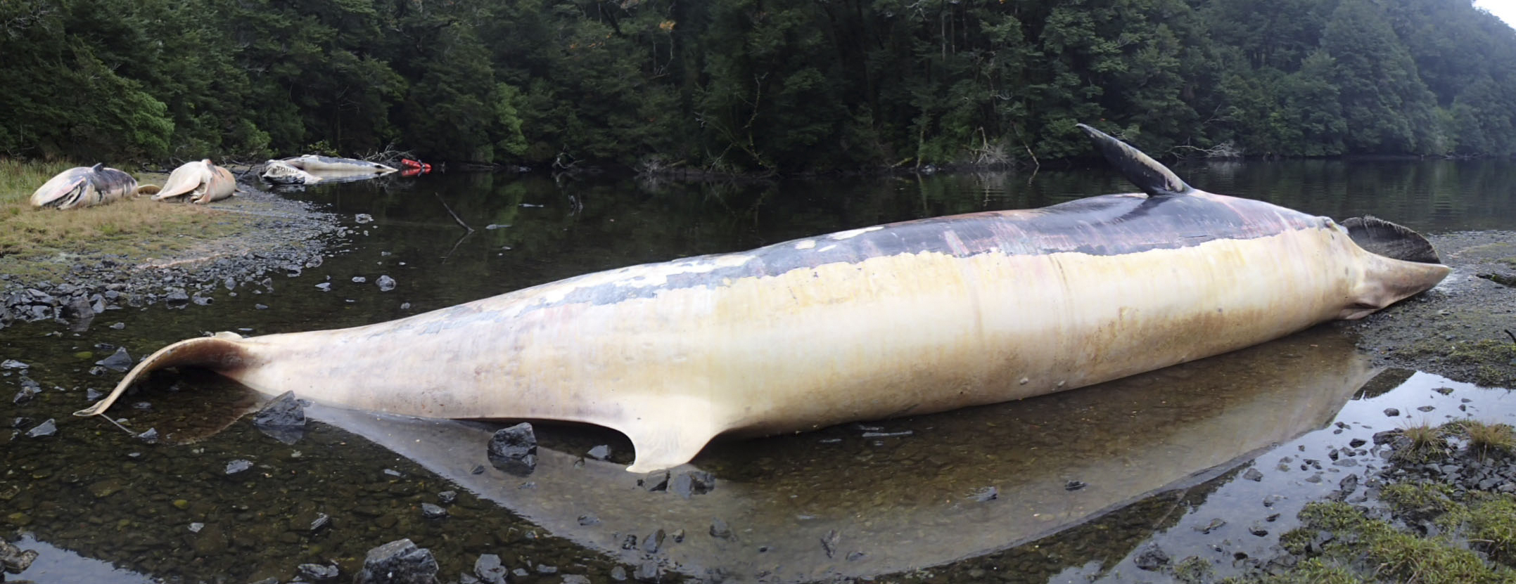 A few dozen sei whales beached along south Chilean coast