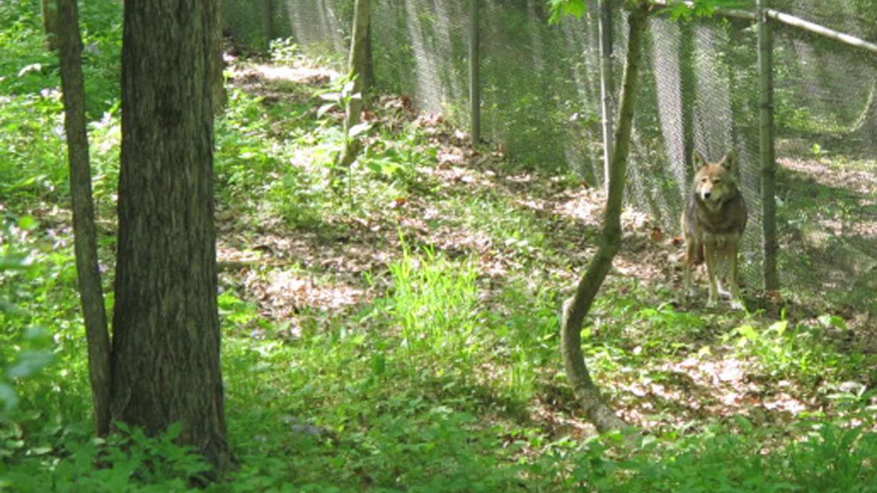 Missouri site helping effort to repopulate US wolves