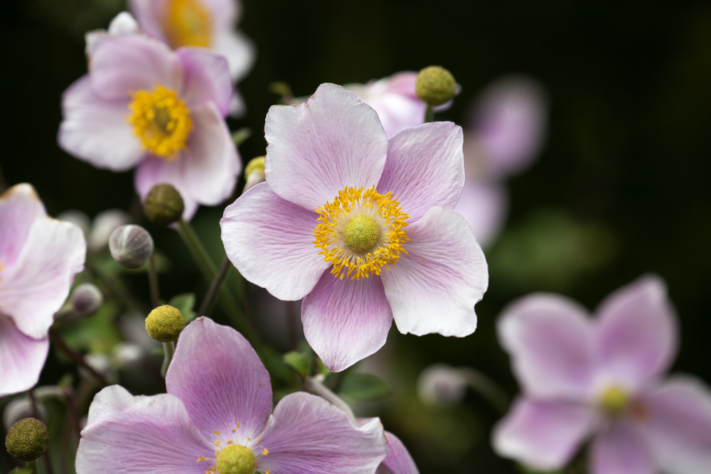 Long-blooming Perennials