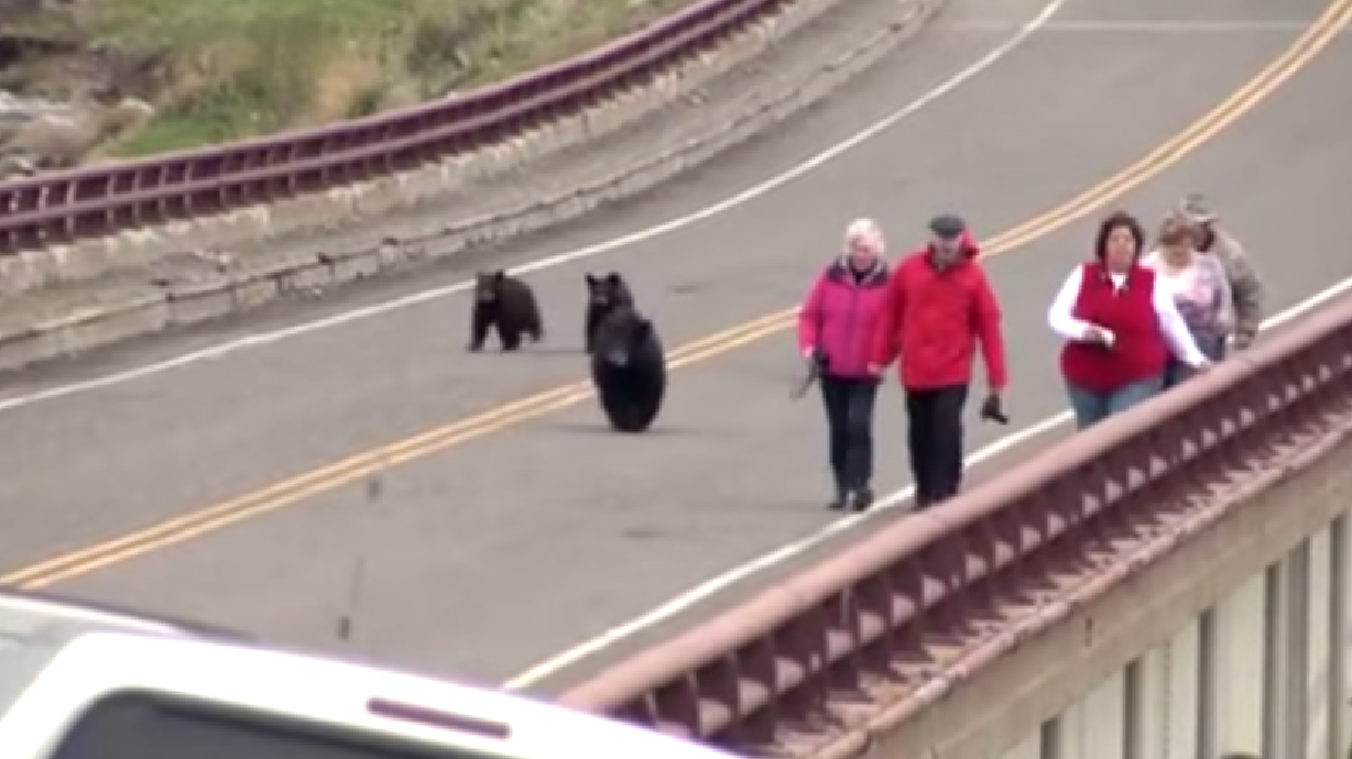 Video captura a grupo de turistas en Yellowstone interrumpidos por familia de osos; qué hacer