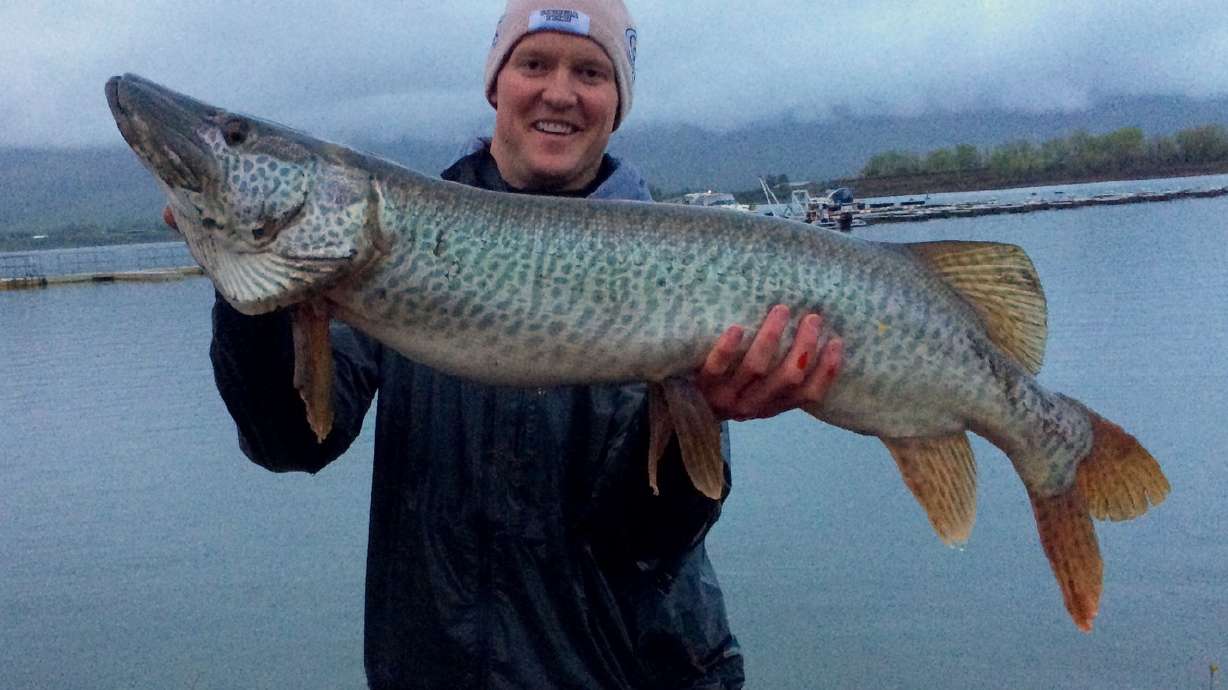 Utah couple catches monster tiger muskie on wedding anniversary