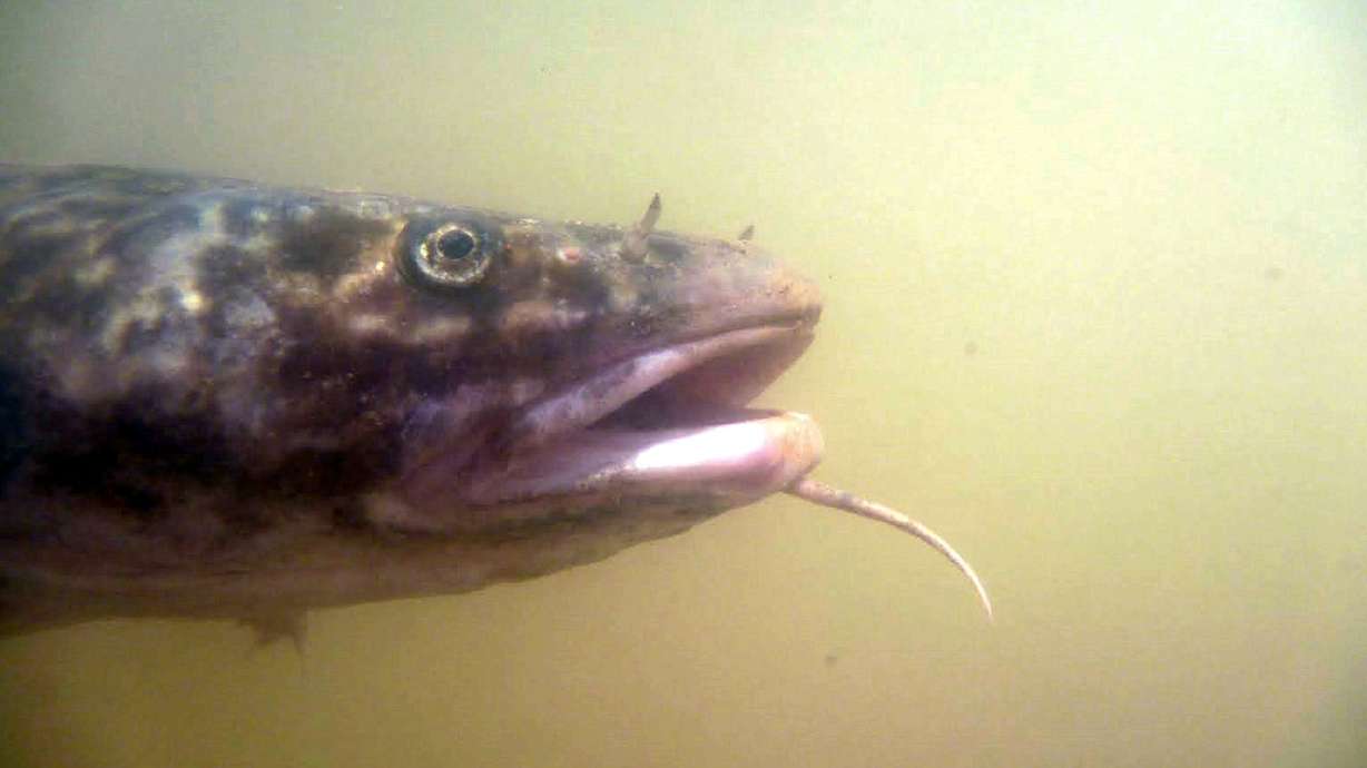 Anglers required to kill 4 fish species caught in Green River