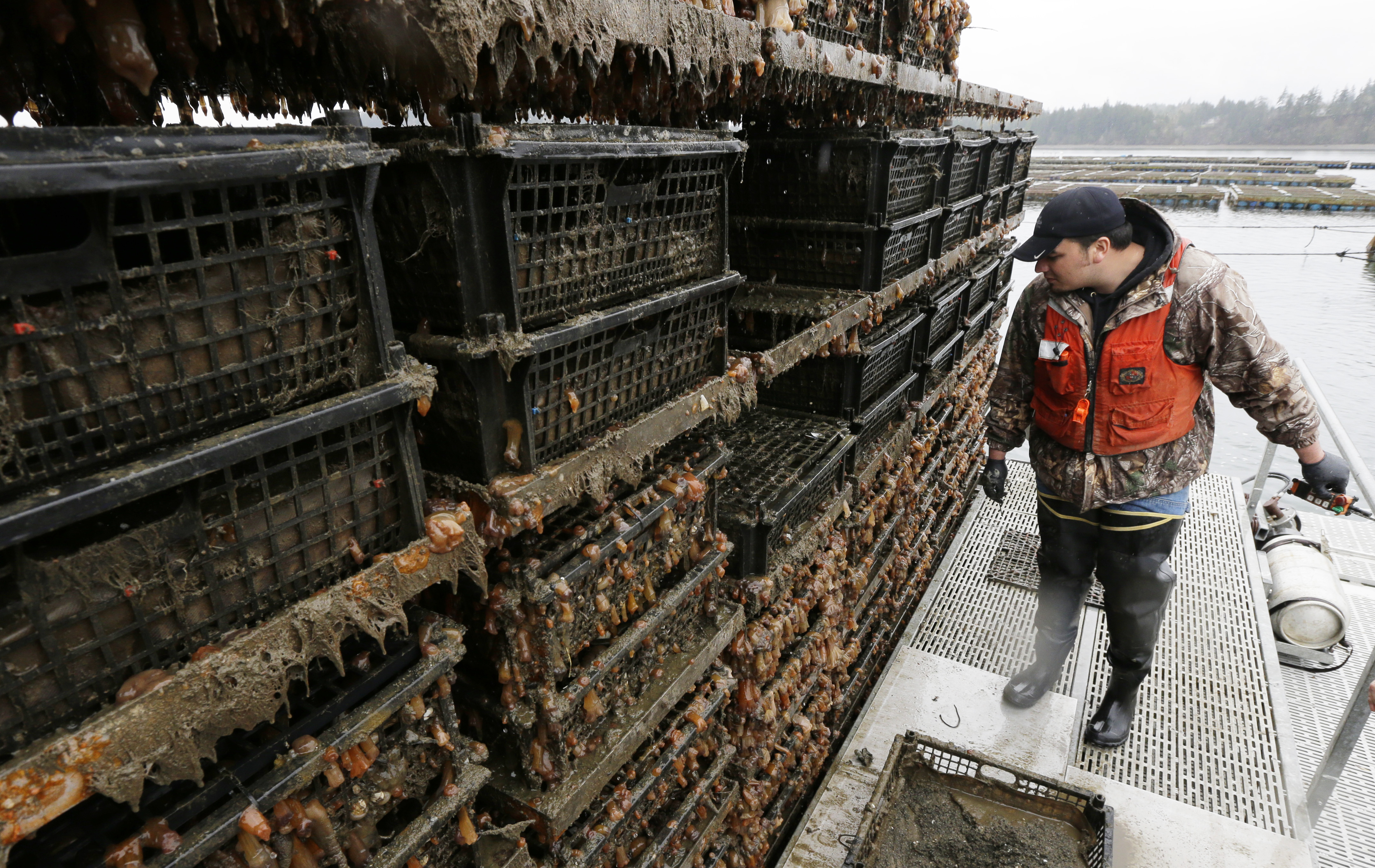Geoduck farming takes off as demand for clams grows in Asia