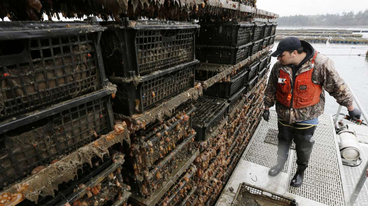 Geoduck farming takes off as demand for clams grows in Asia