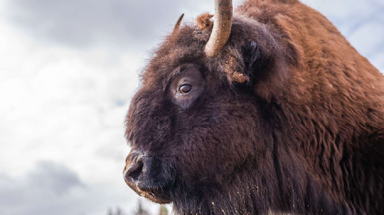 Yellowstone bison population expected to be around 4,200