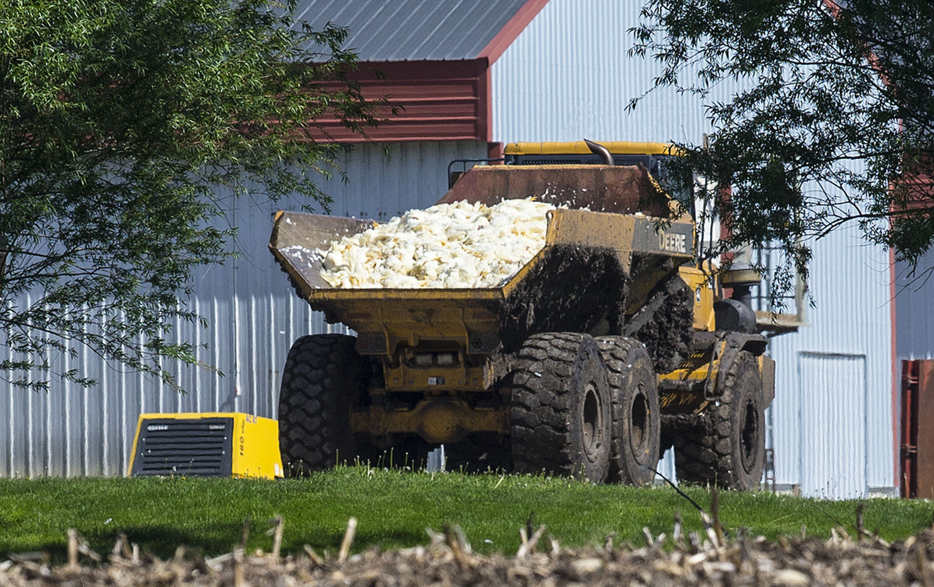 Bird flu could cost nearly $1 billion in Minnesota and Iowa