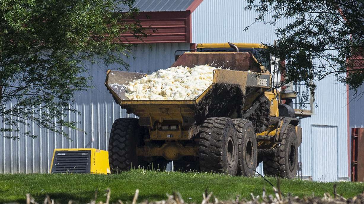 Bird flu could cost nearly $1 billion in Minnesota and Iowa