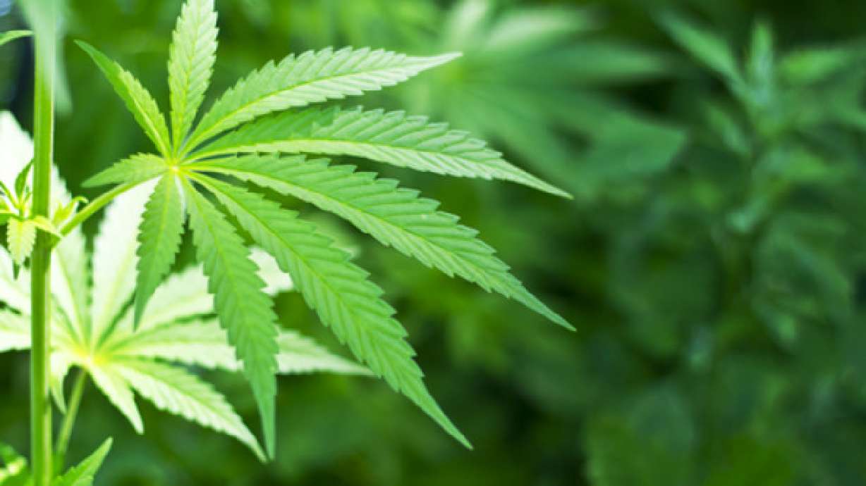 US government won't reclassify marijuana, allows research