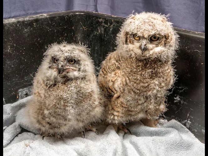 Si ve un bebé búho en UT n lo levante, es ilegal