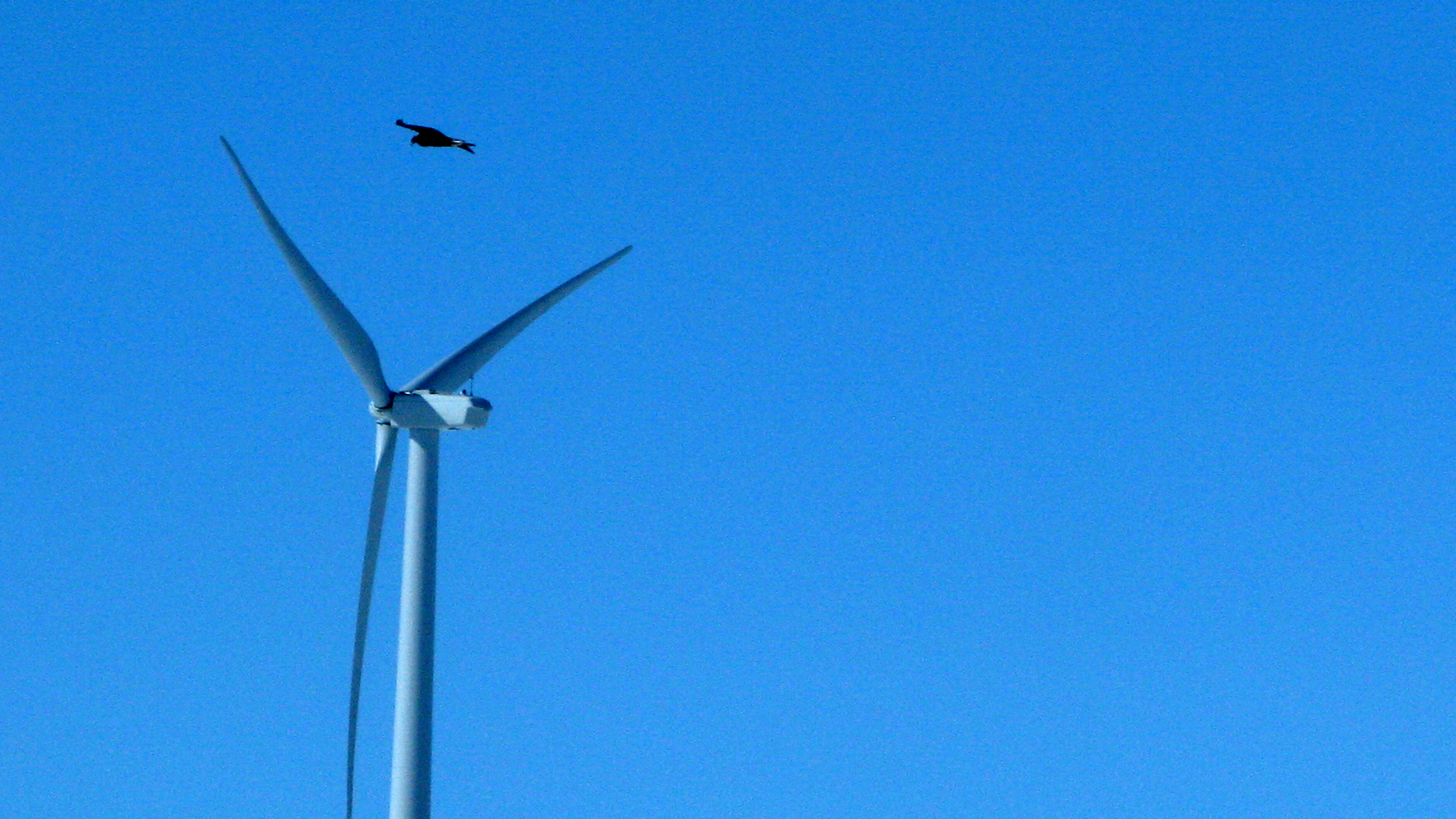 Advocacy group: Wind turbine rules needed to protect birds