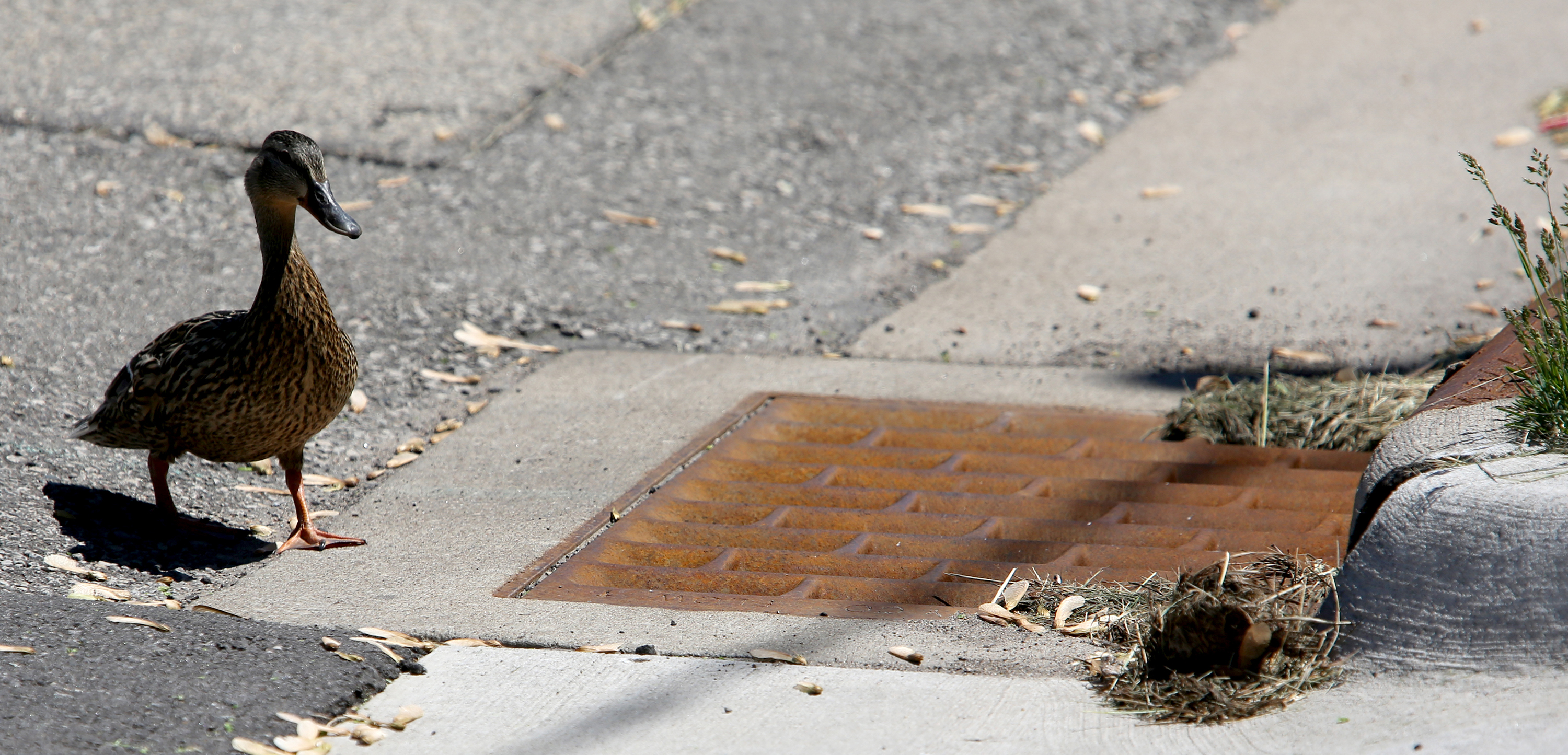 Dubuque worker rescues 10 ducklings from storm drain