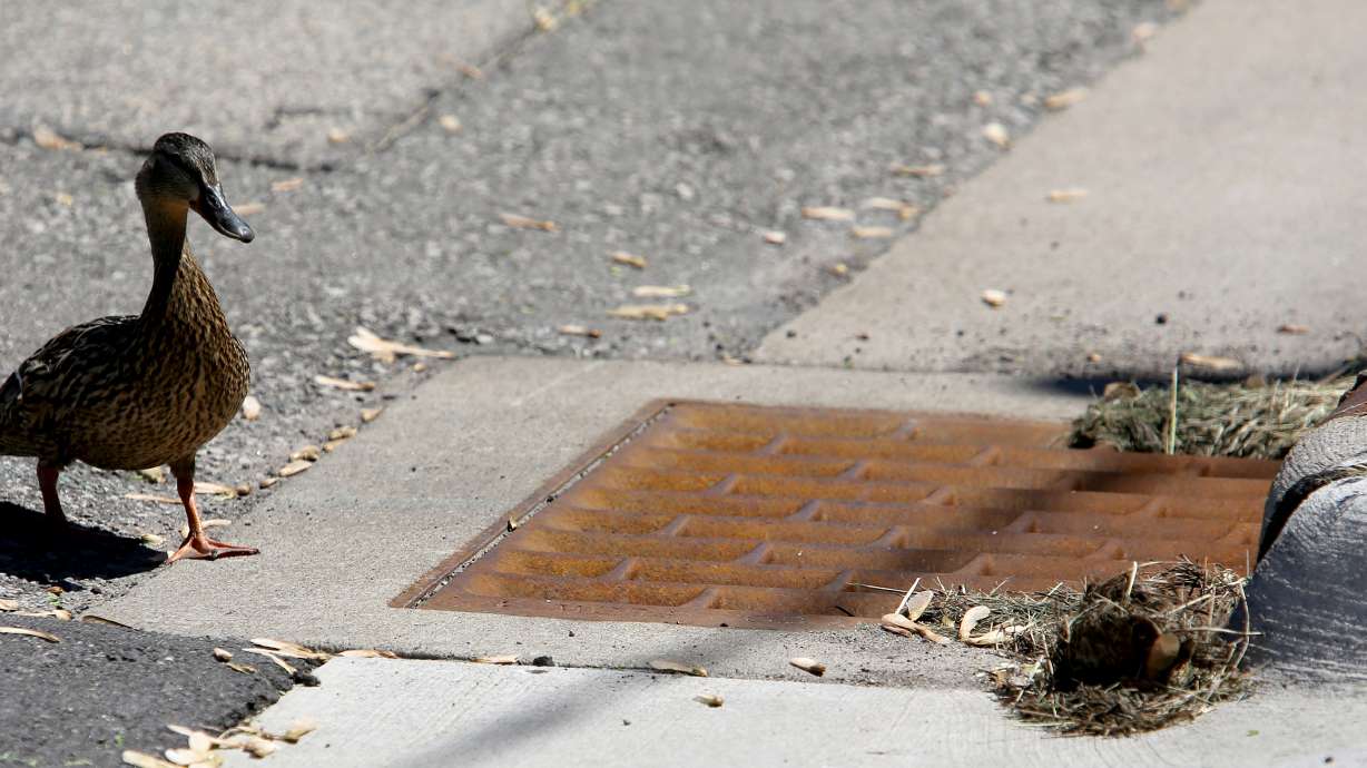 Dubuque worker rescues 10 ducklings from storm drain