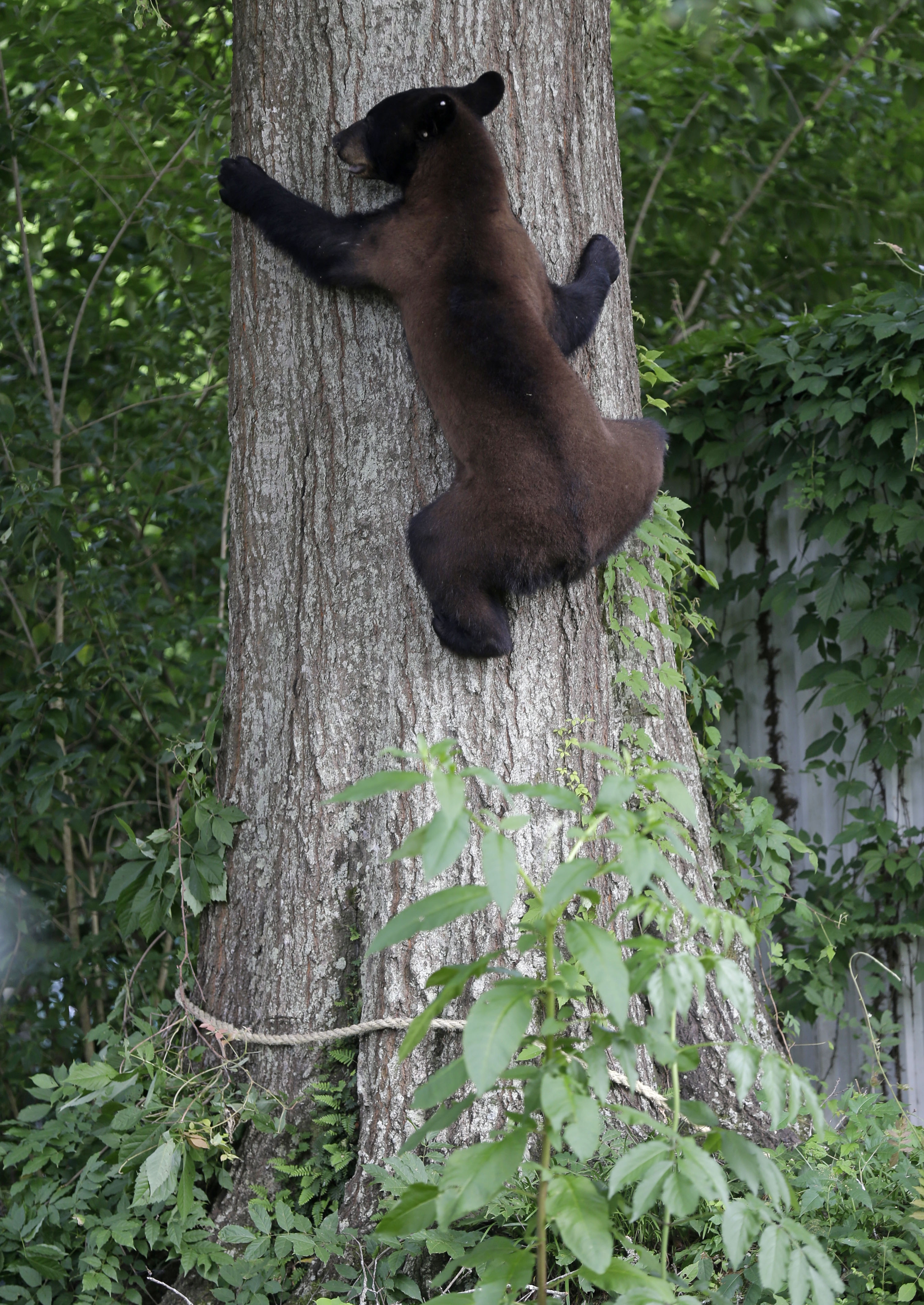 Bear that enthralled Louisiana neighborhood takes his leave