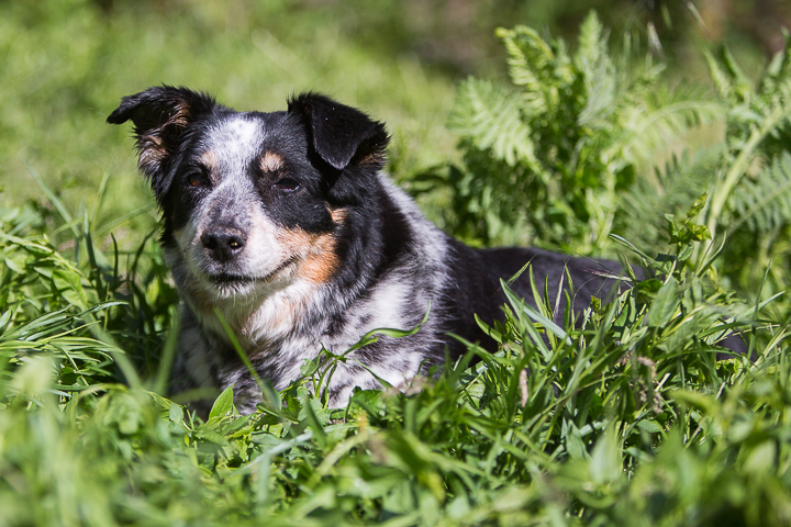 Beloved dog found near railroad tunnel dies at 13