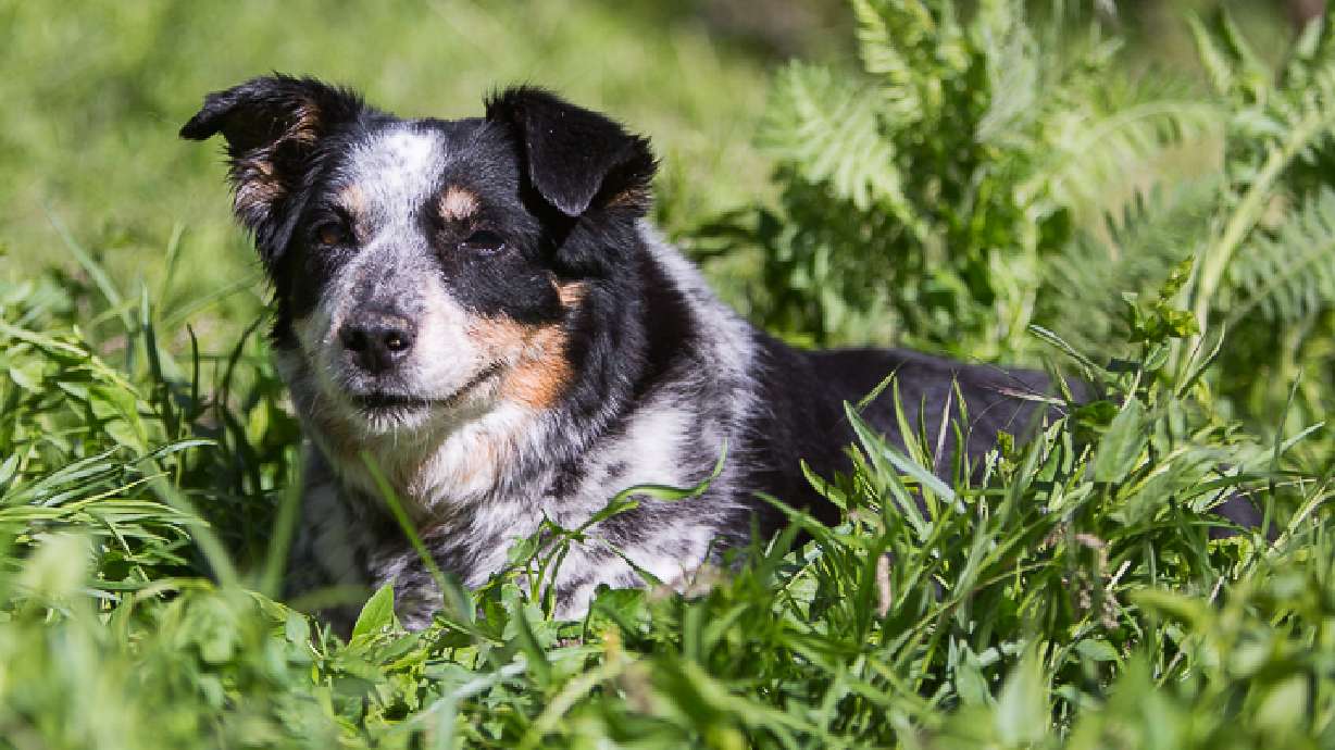 Beloved dog found near railroad tunnel dies at 13
