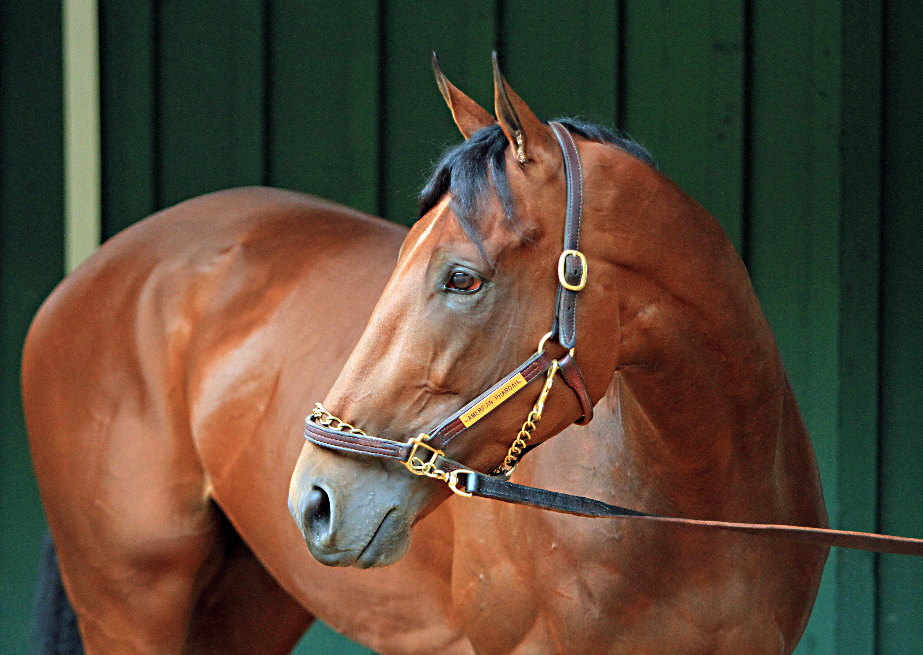 Owner: American Pharoah expected to race until end of year